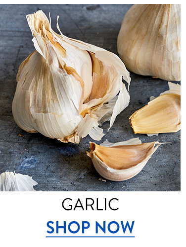 Garlic Bulbs