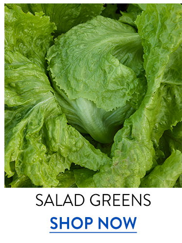 Salad Green Seeds