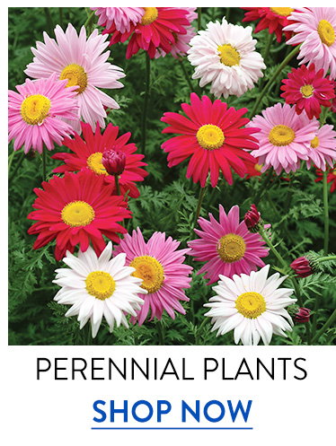 Fall Perennial Plants