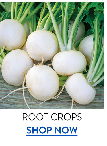 Root Crops