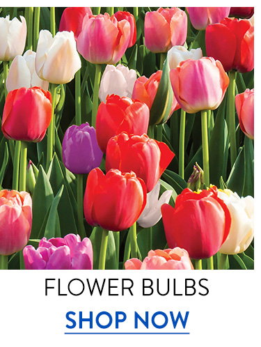 Flowering Bulbs