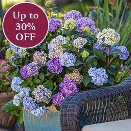 Hydrangeas >>
