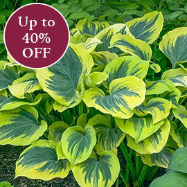 Shade Perennials >>