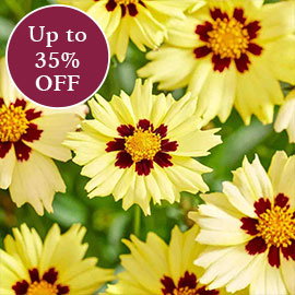Sun Perennials 
