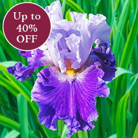 Irises >>
