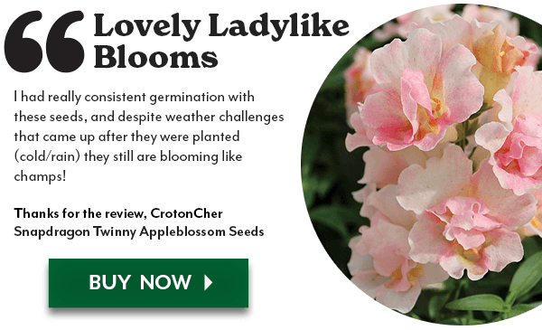 Lovely Ladylike Blooms! Snapdragon Twinny Appleblossom Seeds