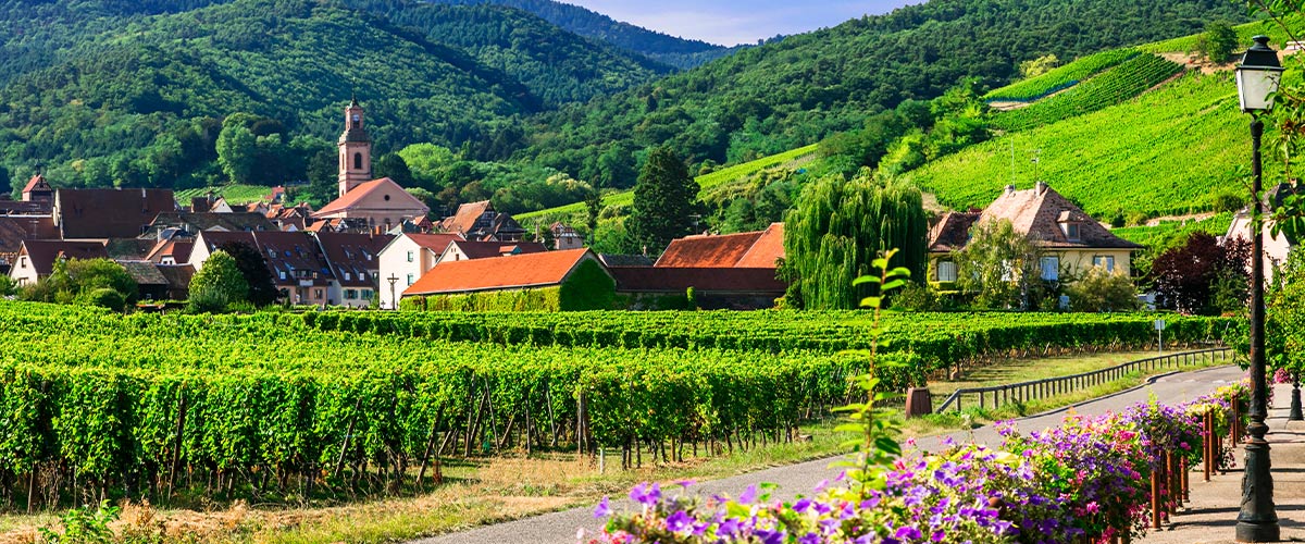 Alsace & the Great Riesling Regions
