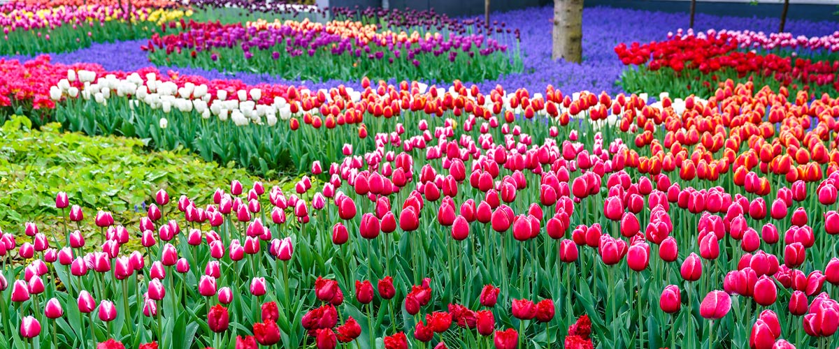 Rhine Highlights, Windmills, Tulips and Belgian Delights