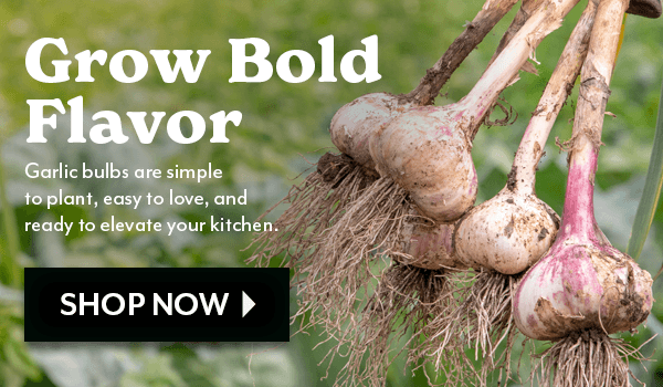 GROW BOLD FLAVOR, GARLIC BULB ARE SIMPLE TO PLANT, EASY TO LOVE AND READY TO ELEVATE YOUR KITCHEN