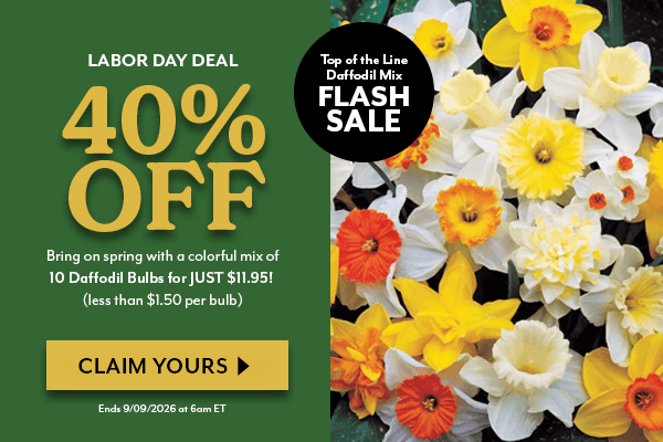 Top of the Line Daffodil Mix Bulbs