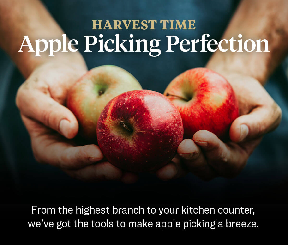 Apple Picking