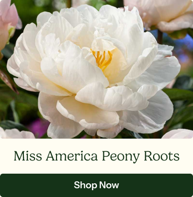 Miss America Peony Roots