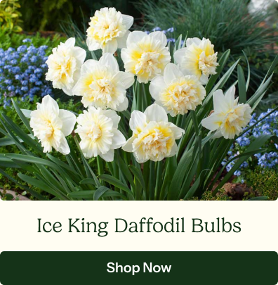 Ice King Daffodil Bulbs