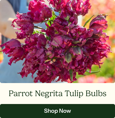 Parrot Negrita Tulip Bulbs