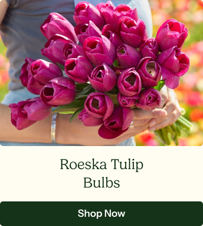 Tulip Bulbs - Roeska