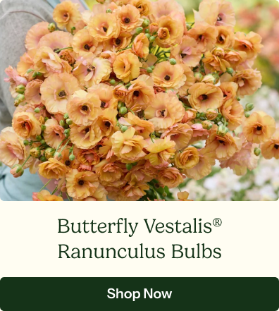 Ranunculus Bulbs - Butterfly Vestalis®