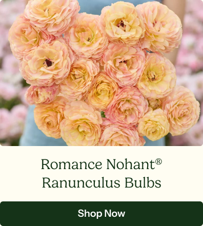 Ranunculus Bulbs - Romance Nohant®