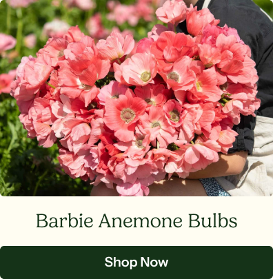 Barbie Anemone Bulbs