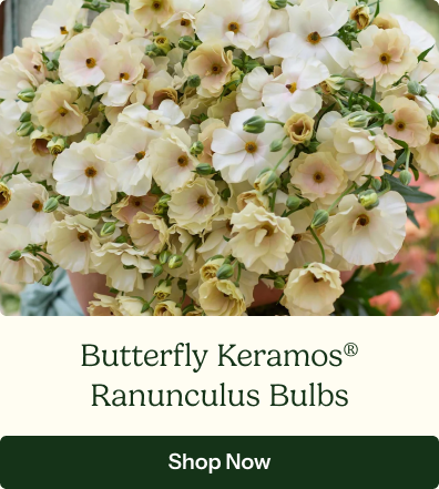 Ranunculus Bulbs - Butterfly Keramos®