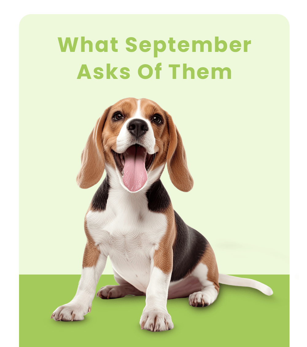 What September Asks Of Them