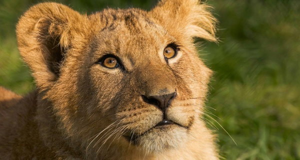 Wow safari thoiry : billet adulte ou enfant