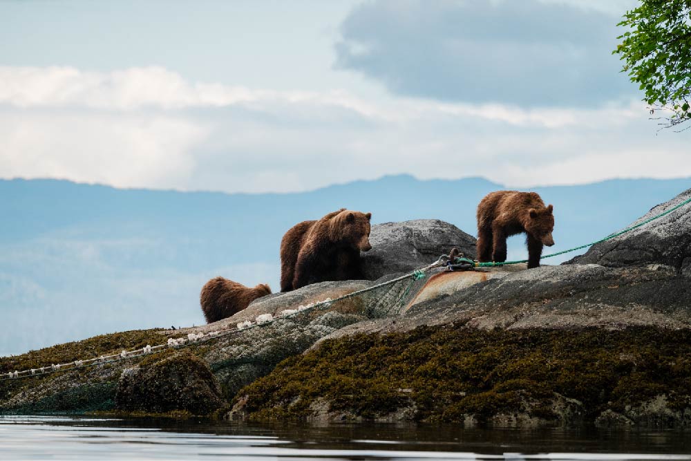 Bears in Alaska National Park