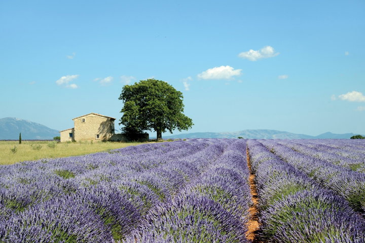 Country Roads of France