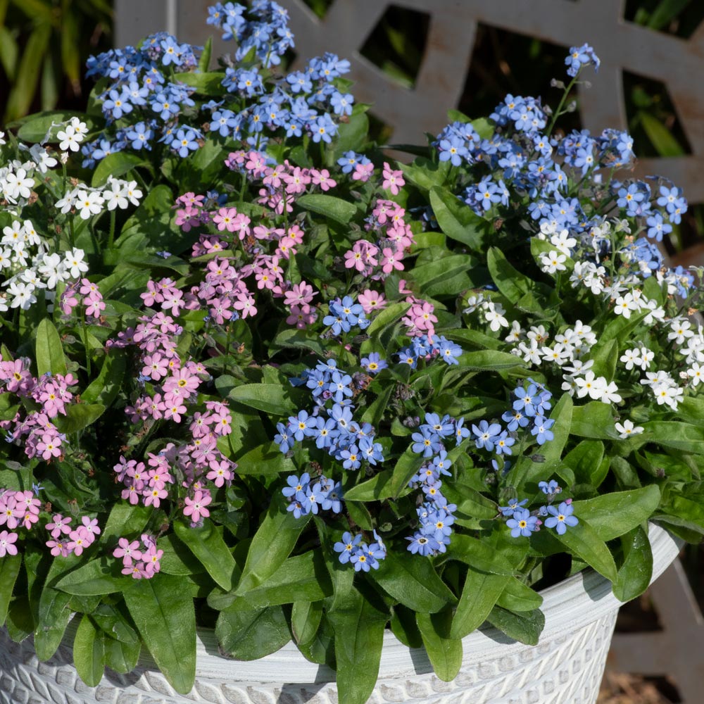 Forget-Me-Not 'Mon Amie Mixed'