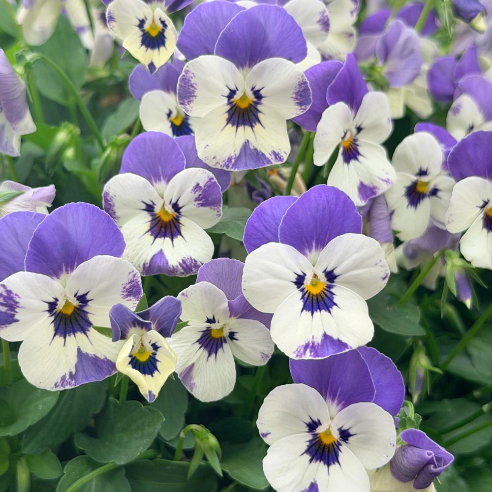 Viola 'Delft Blue'