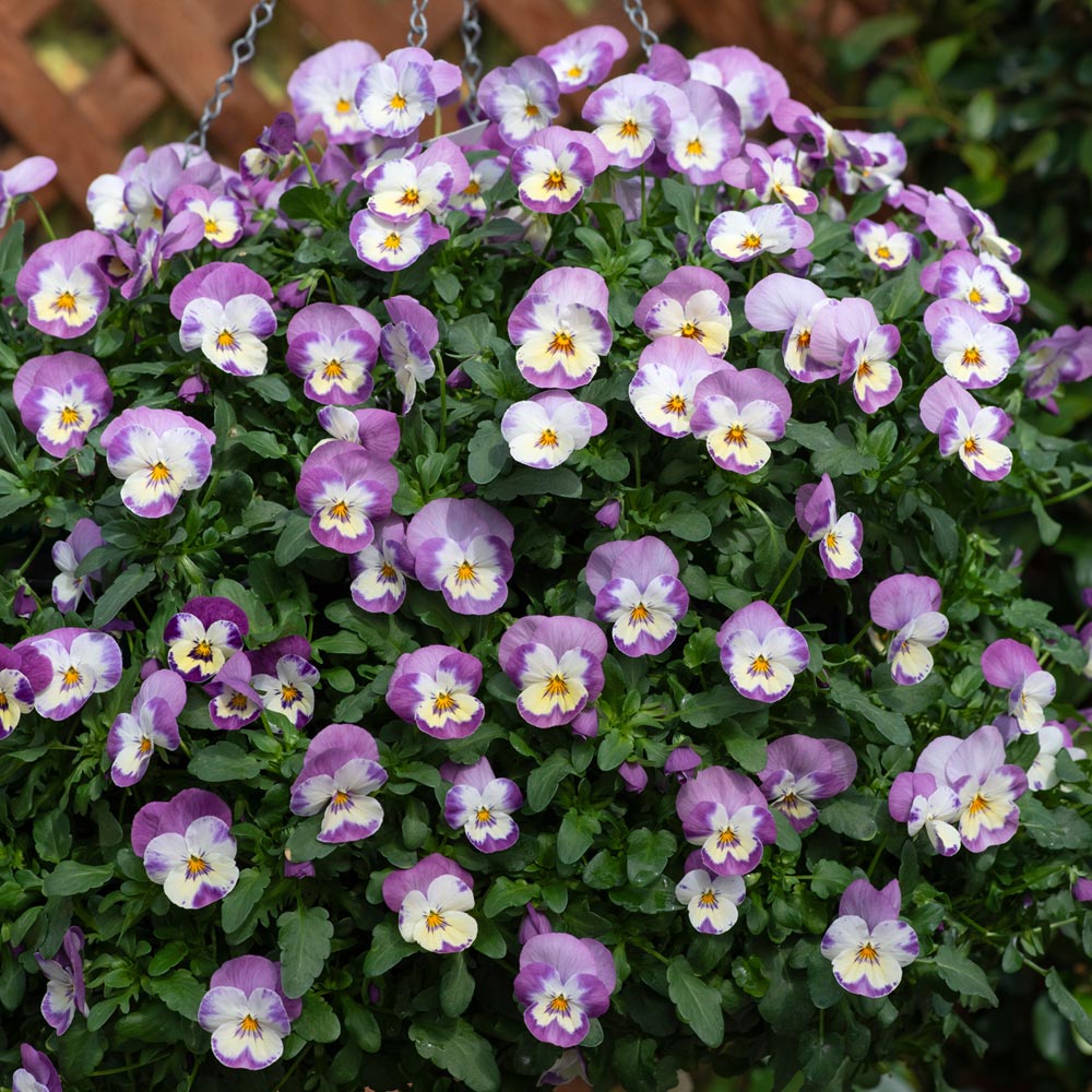 Viola 'Teardrops Pink Baby Face'