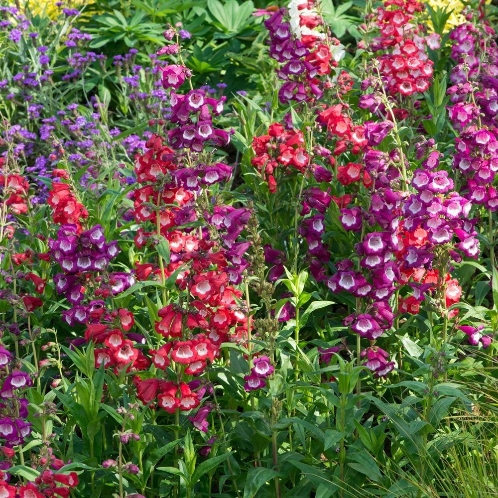 Penstemon 'Arabesque Mix'
