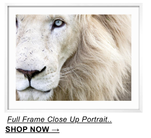 Full Frame Close Up Portrait of a Male White Lion