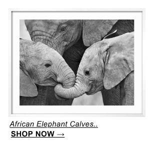 African Elephant Calves
