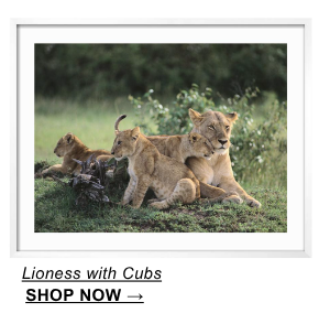 Lioness with Cubs