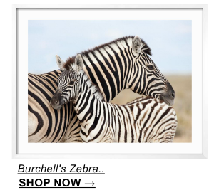 Burchell's Zebra