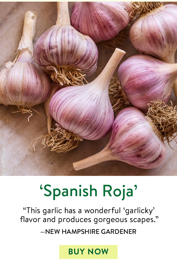 Garlic, Spanish Roja