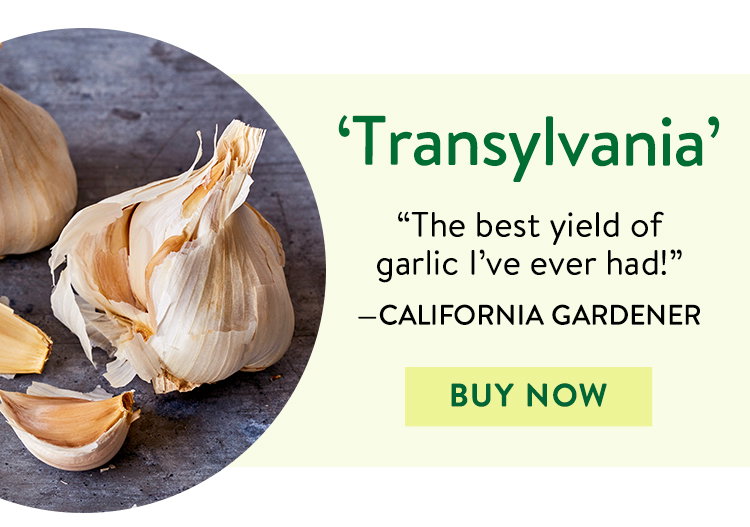Garlic, Transylvania