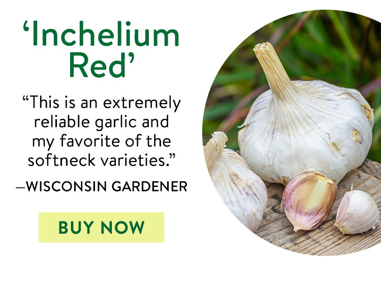 Garlic, Inchelium Red
