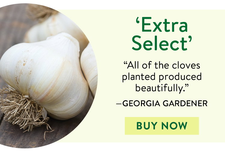 Garlic, Extra Select