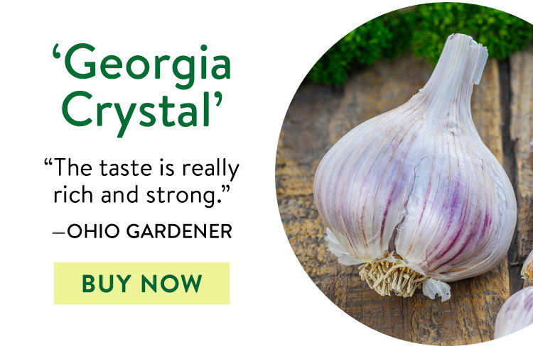 Garlic, Georgia Crystal