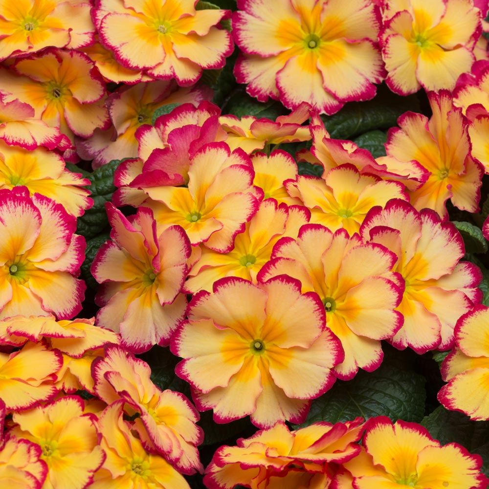 Primrose 'Scentsation Rhubarb and Custard'