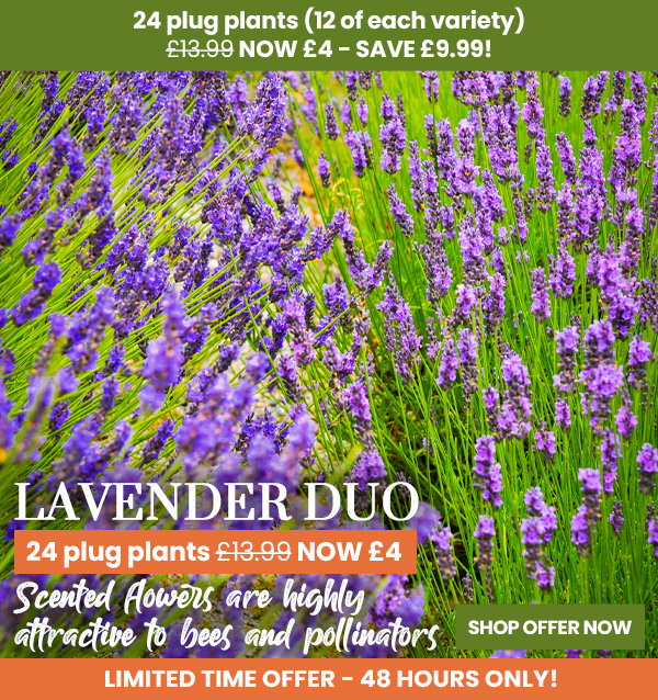 Lavender Duo