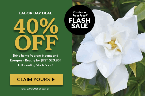 Gardenia 'Frost Proof'