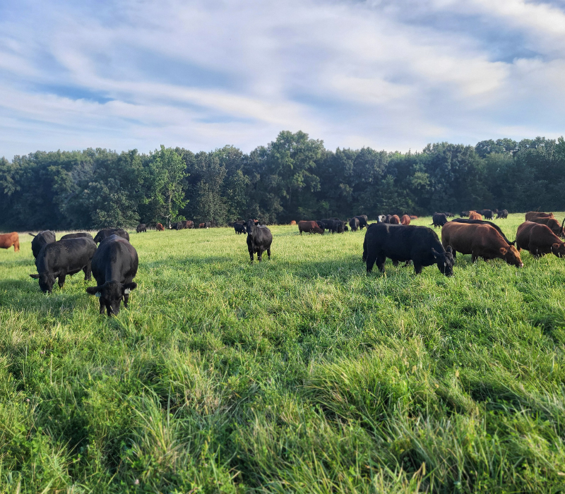 northeast missouri grass-fed cattle grazing