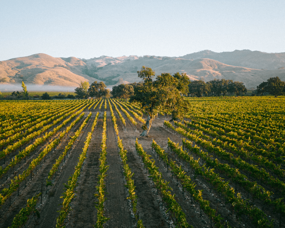 Harvest Update From Margo Van Staaveren