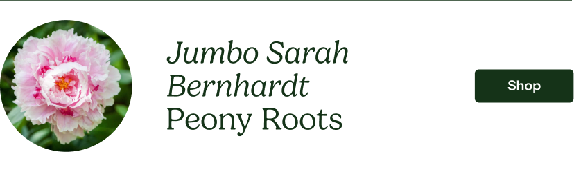 Peony Roots - Jumbo Sarah Bernhardt