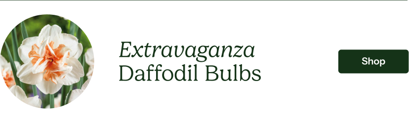 Daffodil Bulbs - Extravaganza