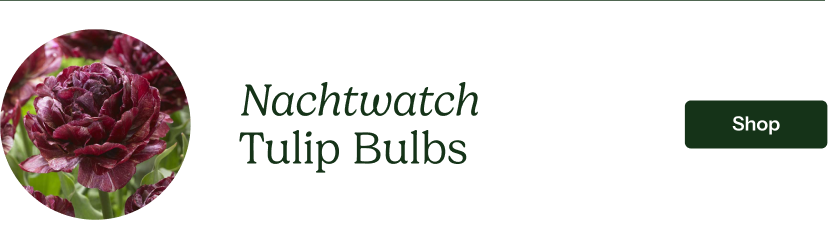 Tulip Bulbs - Nachtwatch