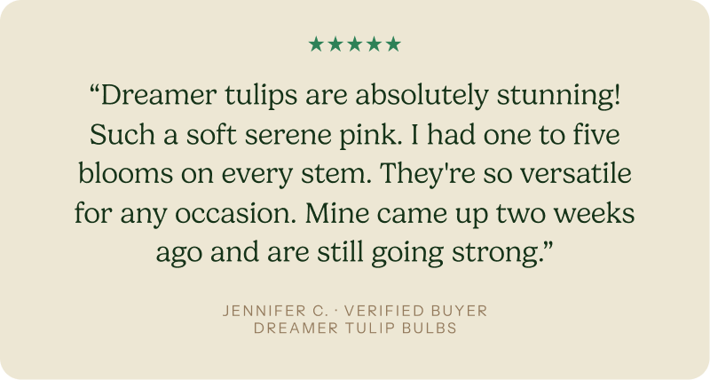 “Dreamer tulips are absolutely stunning! Such a soft serene pink. I had one to five blooms on every stem. They're so versatile for any occasion. Mine came up two weeks ago and are still going strong.”