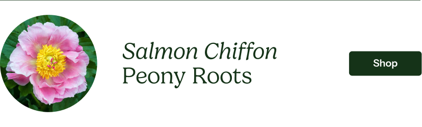 Peony Roots - Salmon Chiffon